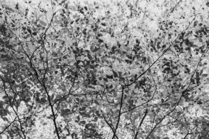写真作品