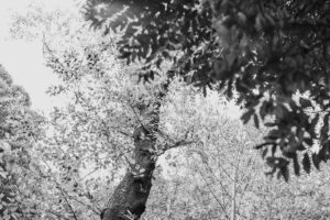 写真作品