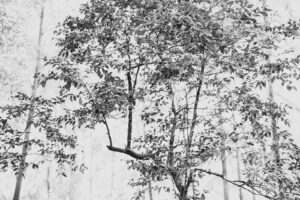 写真作品