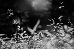 写真作品