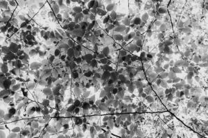 写真作品