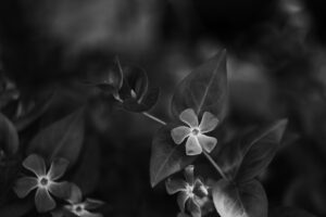 写真作品