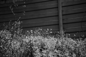 写真作品