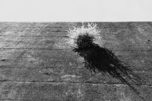 写真作品