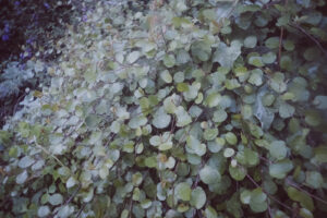 写真作品