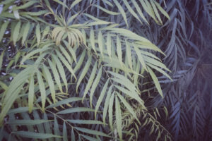 写真作品