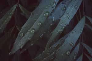 写真作品
