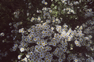 写真作品