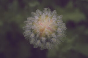 写真作品