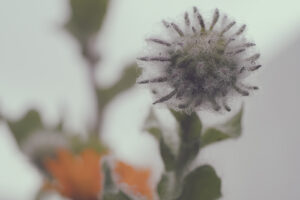 写真作品