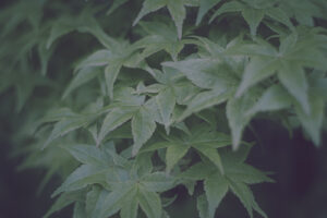 写真作品