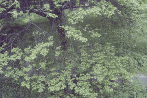 写真作品