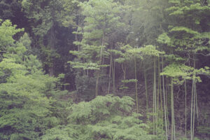 写真作品