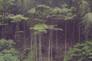 写真作品