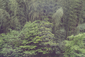 写真作品