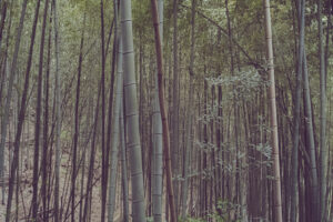 写真作品