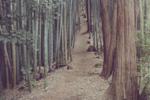写真作品