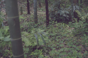 写真作品