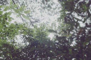 写真作品