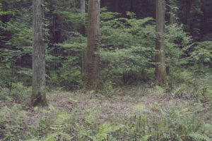 写真作品