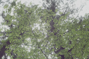 写真作品