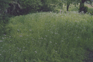 写真作品