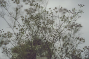 写真作品