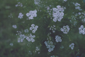 写真作品