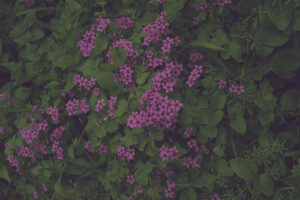 写真作品