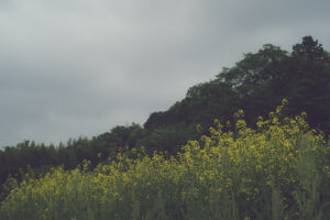 写真作品