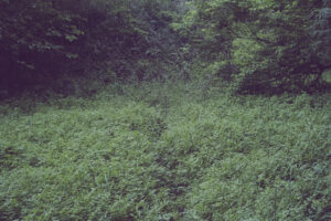 写真作品