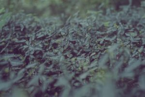 写真作品