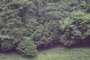 写真作品