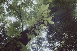 写真作品