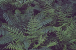 写真作品