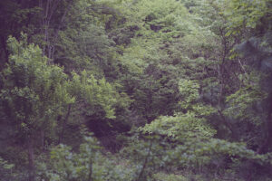 写真作品