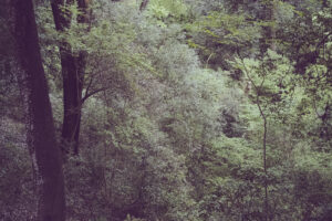 写真作品