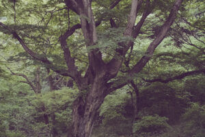写真作品