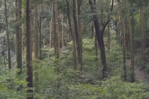 写真作品