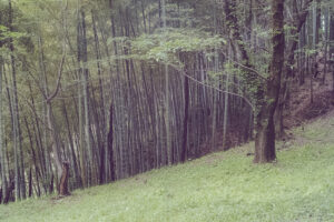 写真作品