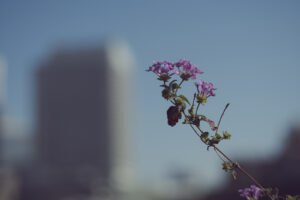 写真作品