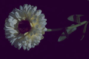 写真作品