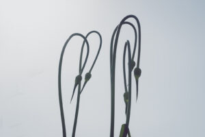 写真作品