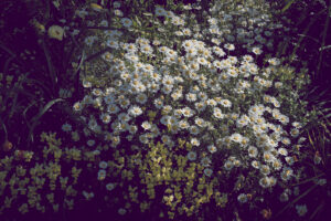 写真作品