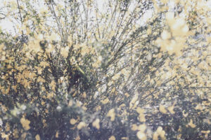 写真作品