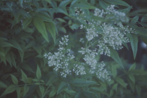 写真作品