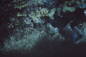 写真作品