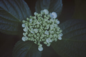 写真作品