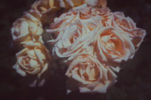 写真作品