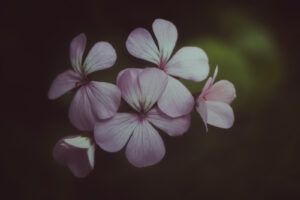 写真作品